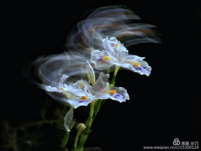 第一次慢门拍的鸢尾花