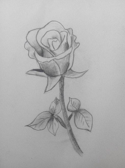 玫瑰花画素描(9张)_情侣图片_表白图片网