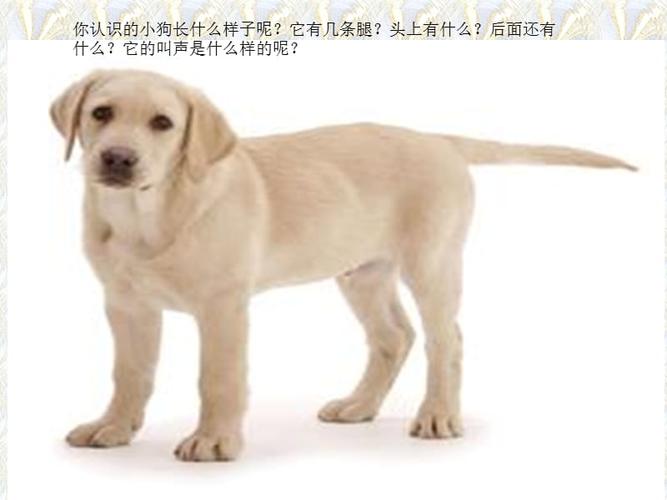 《小班调皮的小狗》ppt课件.ppt