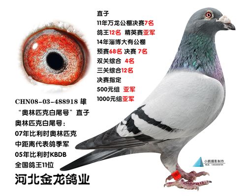 "奥林匹克白尾号"最佳直子_河北金龙鸽业_ ag188.com