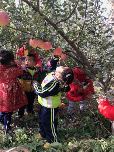 在一个秋高气爽的日子,小朋友们来到果园里摘苹果.