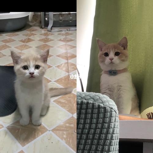 猫发腮前后对比