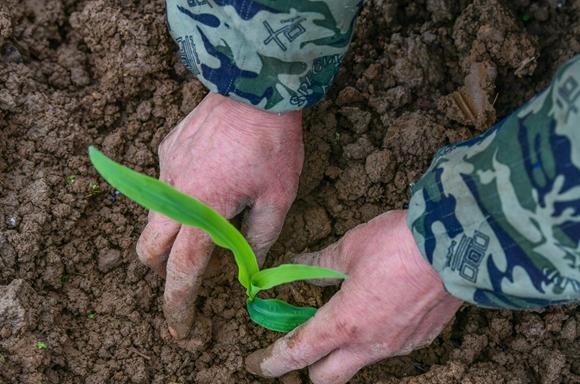 酉阳今年将种植玉米30余万亩其中试验新品种128个