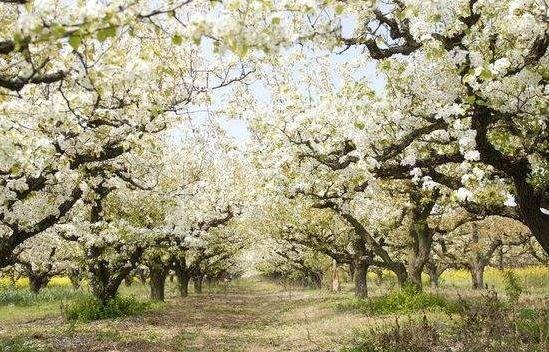 4月上旬:库尔勒梨花,伊犁吐尔根杏花
