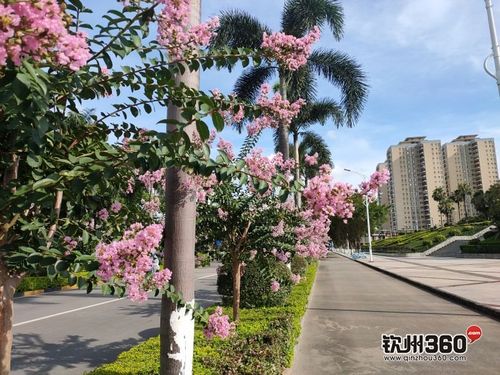 满城尽是紫薇开钦州的市花今年首次集中盛开