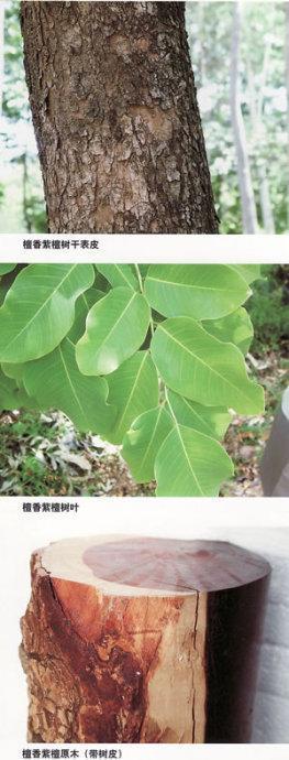 一般7月之9月结果,叶子为复叶,长度为二十厘米左右,树皮成灰黑色,木质