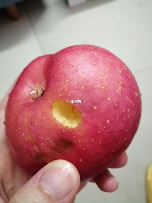 到底被啥咬了老鼠还是蟑螂