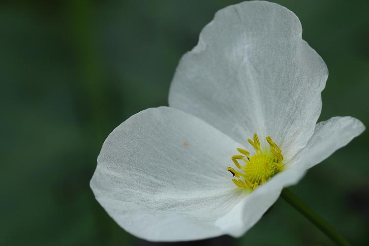 小白花(eos r 转百微)
