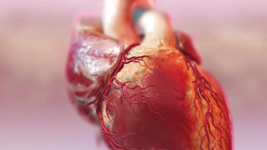 三维人体器官心脏模型运动医学动画视频素材