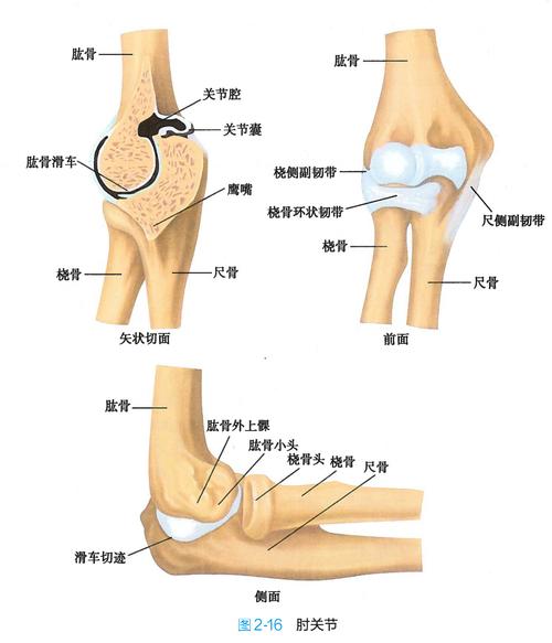 肩关节肘关节_医学生笔记_医疗健康_医疗健康其他