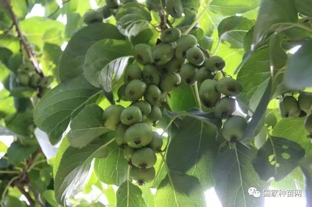 特色果树:ld133(软枣猕猴桃)果肉绿色 多汁 酸甜适度