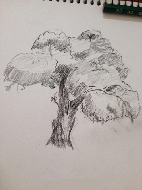 零基础素描教程之素描大树的绘画技巧和作画步骤