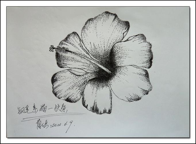 几幅简单的素描花卉图