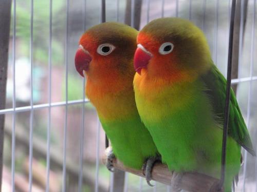 各种小型鹦鹉图片配名字