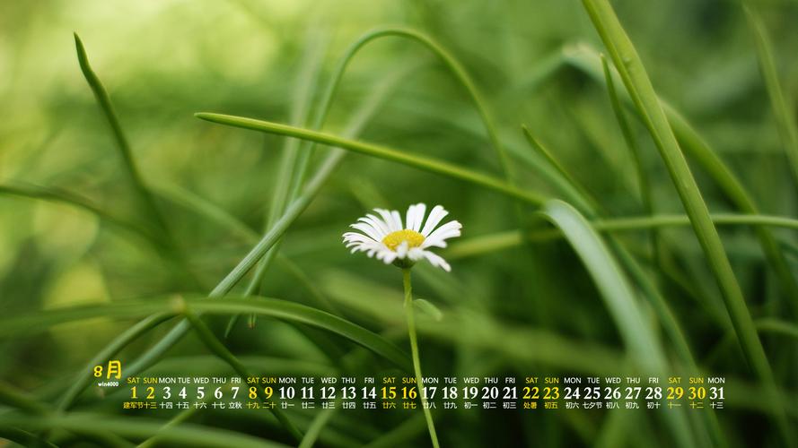 2020年8月护眼绿色植物桌面日历壁纸