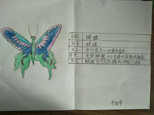 昆虫备忘录–可爱的生灵