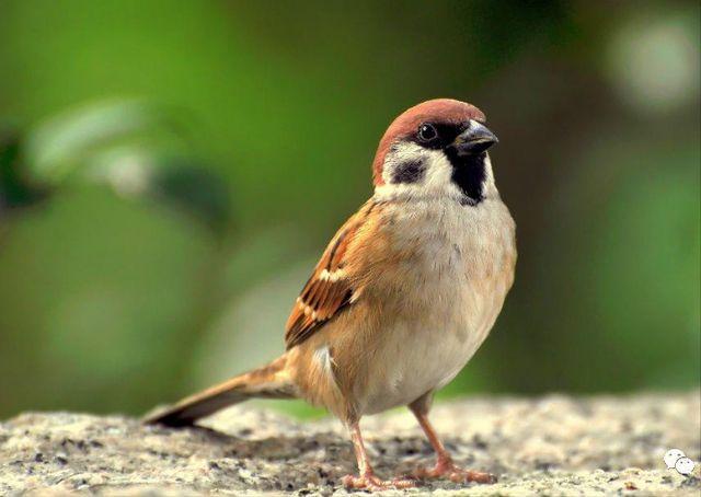 刚出生的小麻雀吃什么食物能活?小麻雀的饲养方法