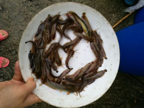 淡水鱼苗活体本地塘鲺鱼苗包邮,胡子鲶,土塘虱鱼苗批发免邮