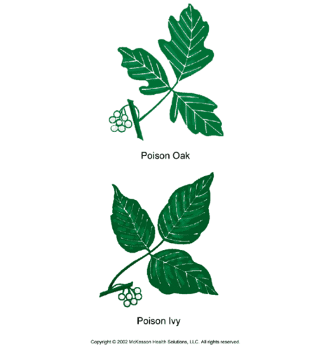 runner vs nature: poison oak and ivy