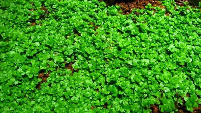 珍珠草(9种)