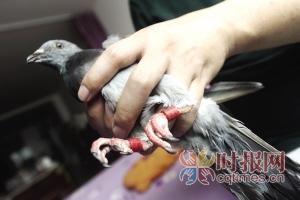 菜园坝,鸽子腿上套着带有编号的脚环