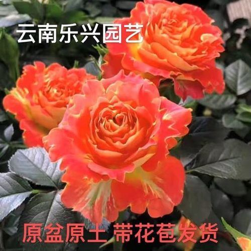 欧月灌木月季二乔双鱼座庭院花卉植物盆栽玫瑰花蔷薇