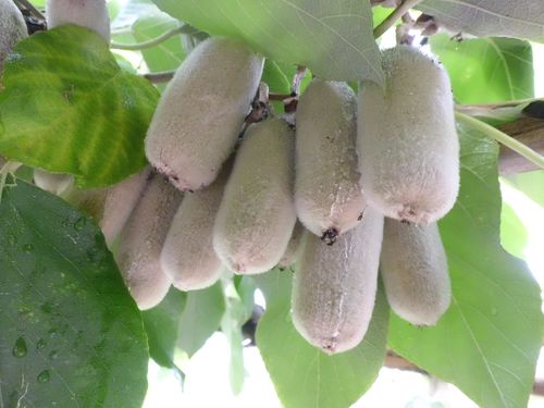 泰顺特有品种白猕猴桃华特猕猴桃果苗