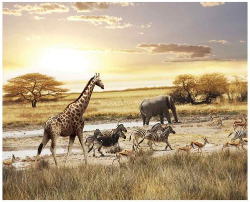 5 英尺高非洲动物 safari 普通可移除全壁画