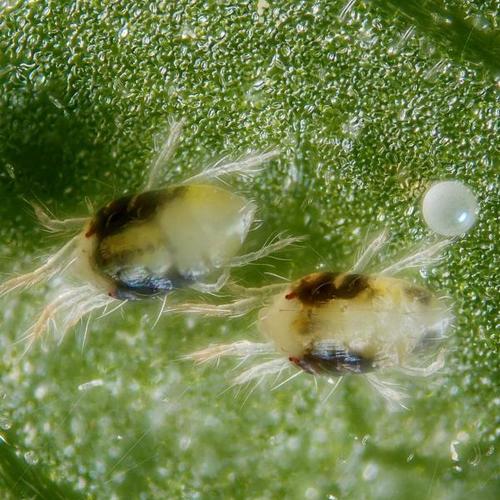spider mite
