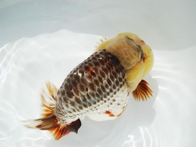  p>兰寿在日本 18 世纪出版的金鱼书中称为"卵虫",是中国金鱼传入日本