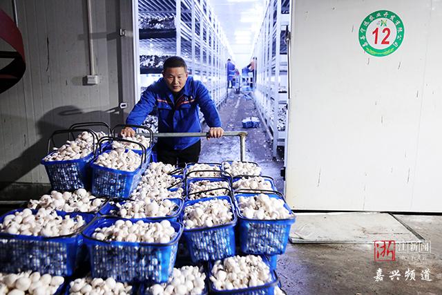 工业化"生产"双孢菇