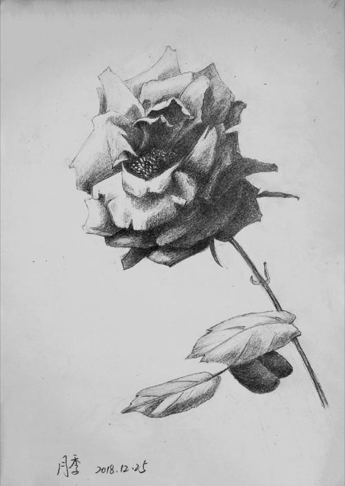 花卉素描(21幅)