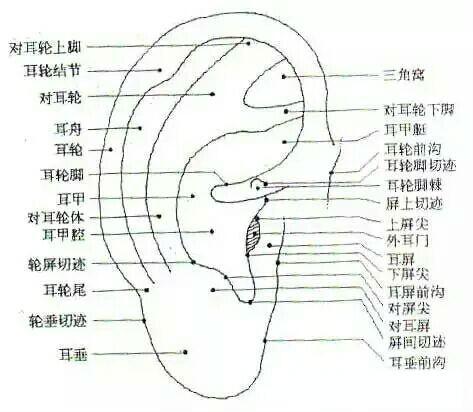 耳朵上的穴位比较复杂,但若有头疼,失眠的小病,我们可以自己按摩穴位