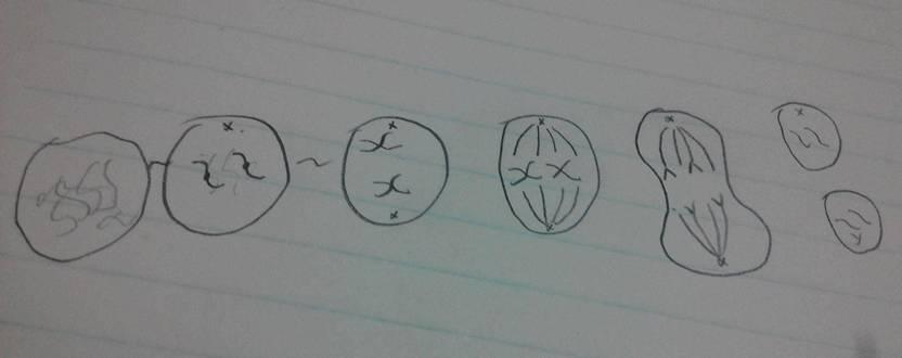 怎么画动物细胞有丝分裂各个时期图?