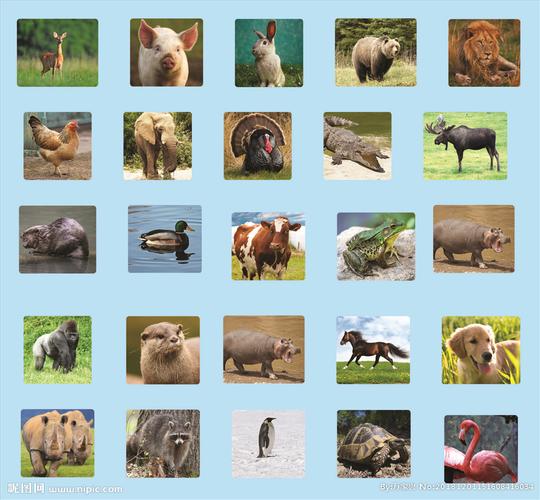 各种动物高清图片