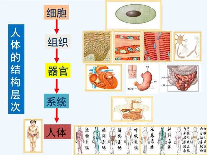 人体各系统的联系复习课.pptx 16页
