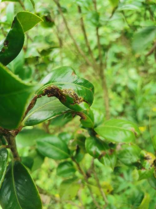 柑橘炭疽病咋治疗这几点要知道