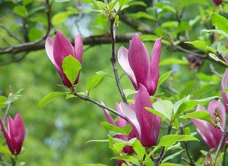 有谁能发给我几张二乔玉兰的照片,是要长叶子的,有花无花均可只要有