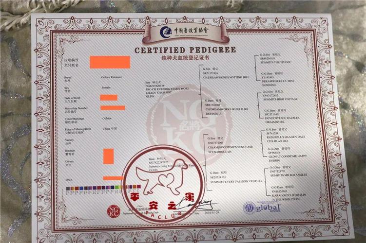 血统证书的演变史真假血统证书第一篇平安之家金毛联盟