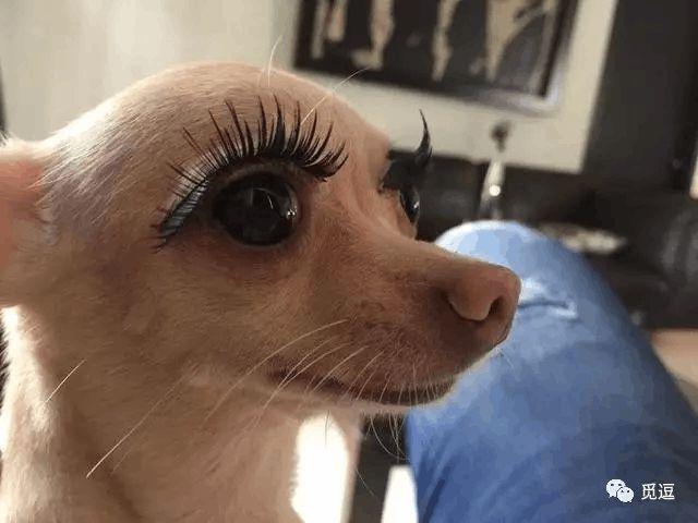 这么长的眼睫毛,主人一定是美女