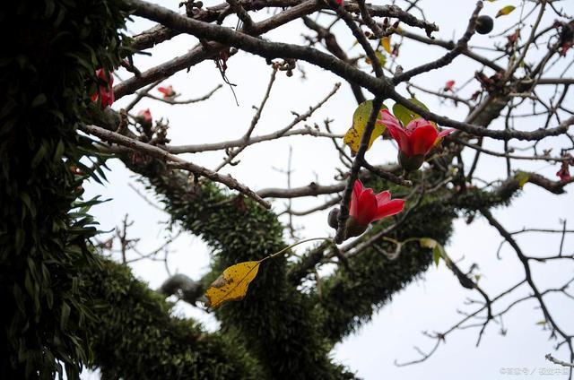 木棉和橡树相互依靠,相互扶持