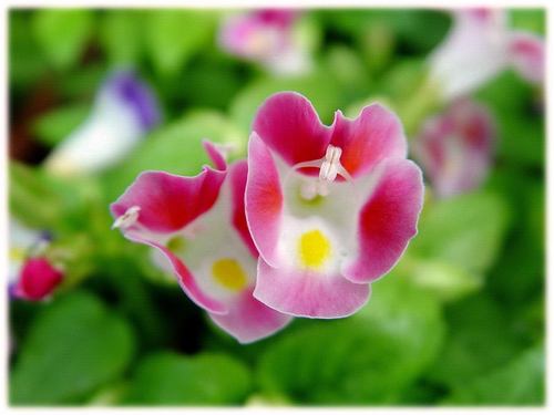 夏堇花图片 夏堇图片 夏堇植物图片