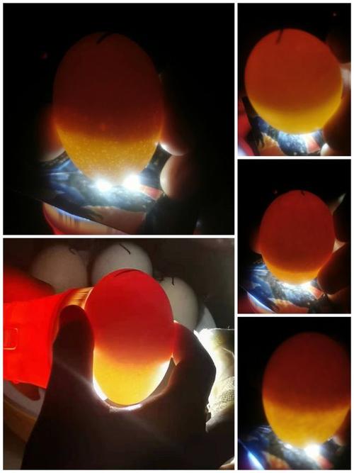 鸡和蛋的碰撞----小鸡孵化记