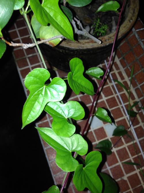 这两种藤本植物叫什么名字,有没有毒性?