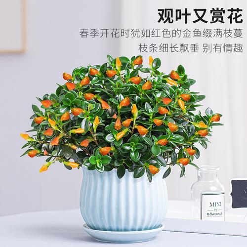 特价吊兰植物室内开花不断