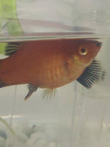 月光鱼是快生了么?什么样就是快生了?具体点