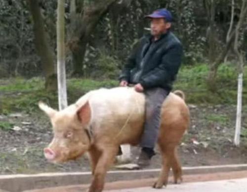 中国这位"骑猪"大爷,每天骑猪出门,曾有人要花10万想