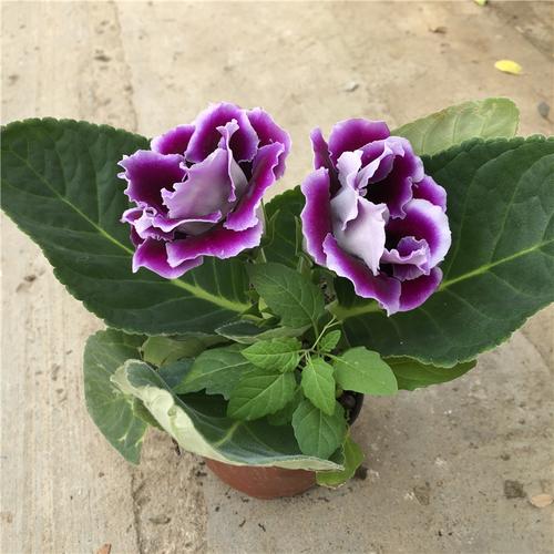 重瓣大岩桐盆栽耐寒好养富贵芙蓉花观花植物耐阴花卉带花发货耐旱