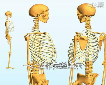含胸拔背动作要领详解