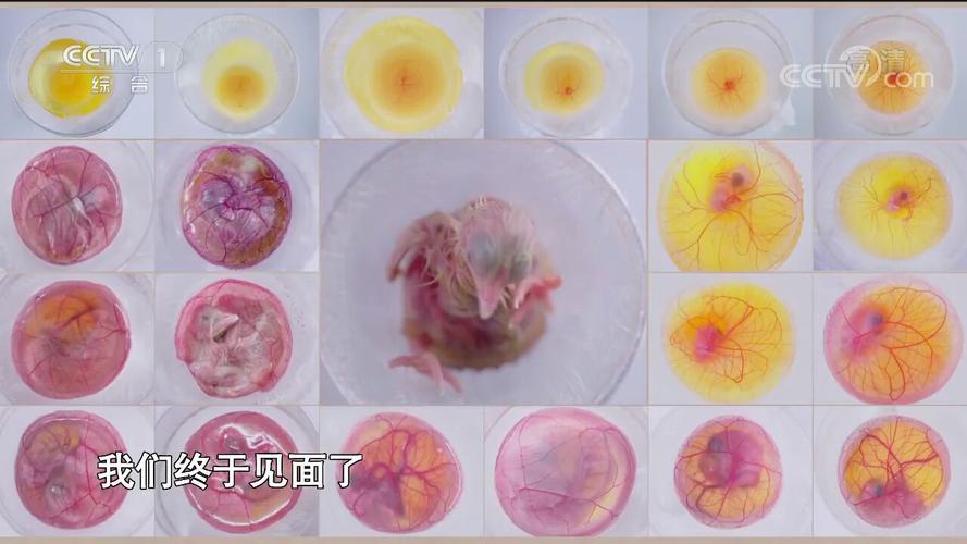 一到二十一天蛋到鸡孵化过程说明
